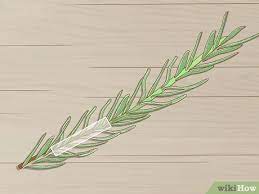 Both of these provide the perfect medium for a cutting and do not have too much moisture. How To Grow Lavender From Cuttings With Pictures Wikihow