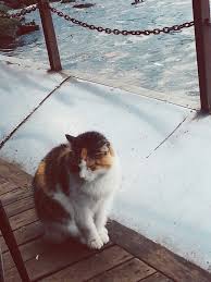 Eger Bir Kedisavar Iseniz Her Kedi Gozunuze Bir Cita Olarak Gorunur Ve Ona Ancak 4 0x Zoom Kadar Yakinlik Gosterebilirsiniz Kedi