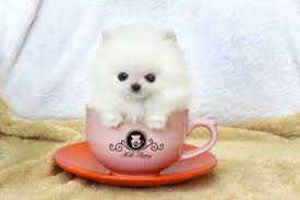 Cup Pomeranian Yasserchemicals Com