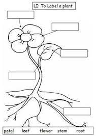 40+ parts of a plant coloring pages for printing and coloring. Black And White Plant Parts Diagram Sketch Coloring Page Parts Of A Flower Parts Of A Plant Plants Worksheets