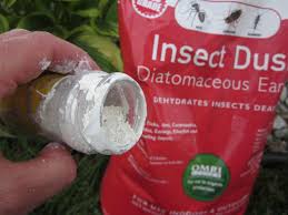 They're naturally attacked and eaten by birds, but may be spat out right away as they taste terrible. How To Get Rid Of Stink Bugs In My House Hgtv