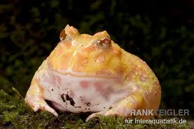 They have dark green or brown stripes and blotches. Aprikosefarbener Albino Pacman Frog Ceratophrys Cranwelli Kaufen