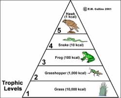 We did not find results for: Habitats Food Chains Webs Trophic Pyramid Maggie S Science Connection