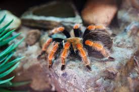 Image result for Emilia brachycephala