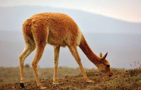 Image result for Cephalophis lukei