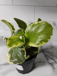 Image result for Mohria vestita