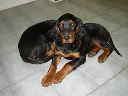 Image result for sedmihradský honič