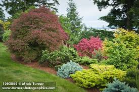 Pin By Kerri Nicholas On Landscape Plants Conifers Garden Evergreen Garden Conifers