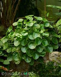 21 Tips Embracing Prosperity on Money Plant Indoor Business