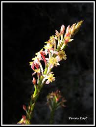 Image result for Struthiola