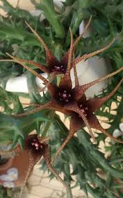 Image result for Orbea caudata