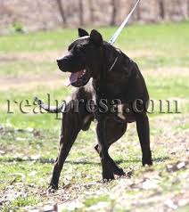 From jpi, soft plush toys made just for puppies. Pin On 72 Presa Canario