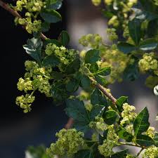 Image result for Searsia dentata