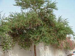 Image result for Pithecellobium dulce