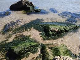 Image result for Phyllorachis