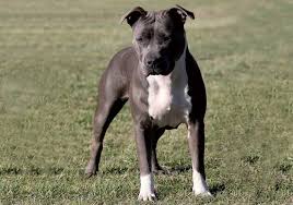 Probably no other dog breed has such a tarnished opinion despite the name, the first staffordshire terriers were bred in birmingham in the 19th century. American Staffordshire Terrier Breeds