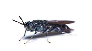 Ada yang memiliki kondisi ini dengan tekstur yang halus, berkerut, datar, atau menonjol. Lalat Tentara Hitam Prajurit Bersayap Pengolah Sampah Organik Greeners Co