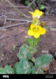 Image result for Alectra sessiliflora