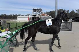 Four Lillies With Leigh Graham In The Sulky Trialling At Bendigo As An Early 2yo Harness Racing Racing Horses