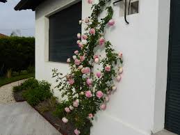 Crème rosé marginé de rose carminé, ses roses rondes et pleines au parfum léger s'épanouissent dans un tourbillon d'environ 70 pétales qui s'achève en un aimable désordre. Floriparc