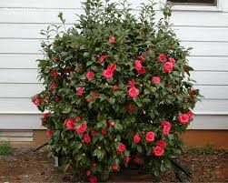 Full Size Picture Of Common Camellia Japanese Camellia Adolphe Audusson Camellia Japonica Indoor Flowering Plants Camellia Plant Garden Yard Ideas