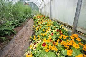 Pour les équipes pédagogiques : Les Jardins Vert L Avenir En La Recolte De Chez Nous Really Local Harvest
