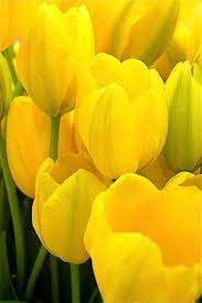 We did not find results for: Yellow Tulips Yellow Flowers Beautiful Flowers Yellow Tulips