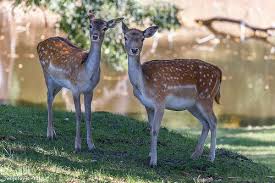 Damhirsch Dama Dama Animal Photography Animals Wildlife
