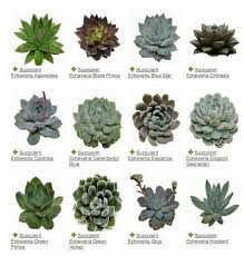 Echeveria Succulents Plants Succulent Gardening
