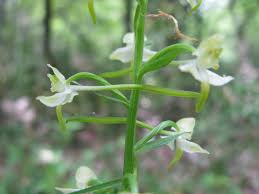 Image result for Zeuxine elongata