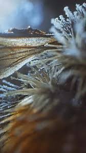 Image result for Bombus lapponicus