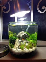 Nano Tank Ideas 2 5 Gallon Ecosia In 2020 Betta Aquarium Nano Aquarium Shrimp Tank