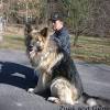 According to the fci, the breed's english language name is german shepherd dog. Https Encrypted Tbn0 Gstatic Com Images Q Tbn And9gcqmlyaoni71o8swrapeisy2ecb93ldsfzky2ubtlugcbwgtzk5x Usqp Cau