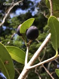 Image result for Chionanthus foveolatus