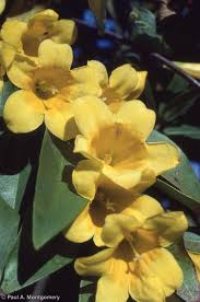 Image result for Gelsemiaceae