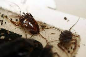 We are trustworthy, fast and efficent. Seasonal Pest Control Passing The Pest Test The New York Cooperator The Co Op Condo Monthly