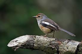 It is terrestrial, hopping along the ground with cocked tail. File Madagascar Magpie Robin Copsychus Albospecularis Pica Female Jpg Wikimedia Commons
