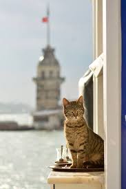 Sibel Adli Kullanicinin Istanbul Panosundaki Pin Kedi Kediler Ve Yavrulari Ve Istanbul