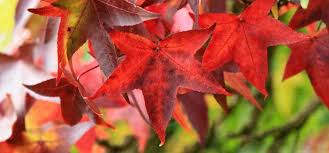 Feuille a4 rouge bordeaux, des feuilles de chromos en or, argent, bronze, ou rouge, viendra par la suite une gamme de couleurs unies. Automne Pourquoi Les Feuilles Changent De Couleur Et Tombent