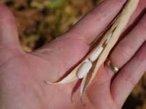 Les 6 idées reçues sur la Mogette de Vendée - Mogette de Vendée