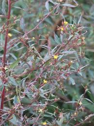 Image result for Ludwigia erecta