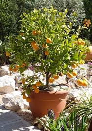 Plant a ut nut tree or grow a. Six On Saturday Western Algarve December Gardening Growing Fruit Trees Orange Tree Edible Garden