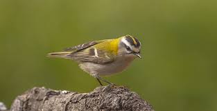 Andalucian Bird Checklist Andalucia Bird Society