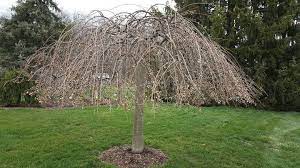 Maybe you would like to learn more about one of these? I Need Some Advise About Pruning My Weeping Cherry Tree Hometalk