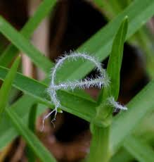 Image result for Cenchrus clandestinus