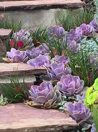 Melissehome On Instagram Home Garden Living The Good Life Inspo Interiordesign Plants Succulent Landscape Design Succulent Garden Design Succulents