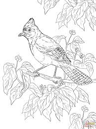 Realistic Steller S Jay Bird Coloring Pages Free Coloring Pages Cat Coloring Page