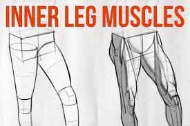 This bone is very thick and strong (due to the high proportion of bone tissue), and forms a ball and socket joint at the hip. How To Draw Legs The Adductors Proko