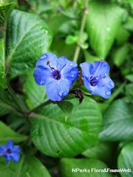 Image result for Eranthemum pulchellum