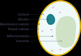 Check spelling or type a new query. Download Fungal Cell Vs Animal Cell Vacuole Simple Diagram Png Image With No Background Pngkey Com